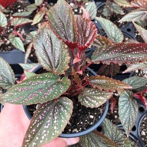 Benigo Pink angle wing begonia - large cutting